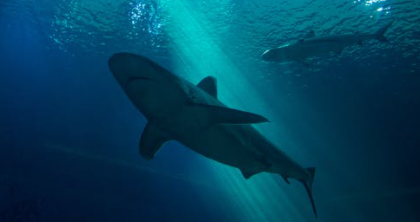 What Does Shark Meat Taste Like? The Answer! - Viraflare